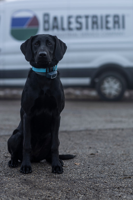 Celebrating National Love Your Pet Day 4 bal-Mascot-RipleyRae